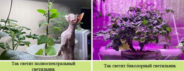 Сравнение фитосветильников